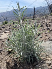 Tetradymia comosa