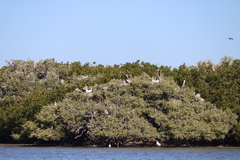 Pelecanus occidentalis