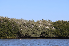 Pelecanus occidentalis