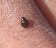 Exochomus quadripustulatus