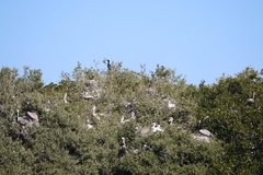 Pelecanus occidentalis