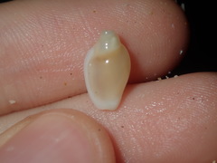 Austroginella muscaria
