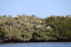 Pelecanus occidentalis