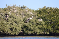 Pelecanus occidentalis