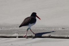 Haematopus palliatus