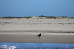 Haematopus palliatus