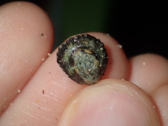 Patelloida latistrigata