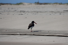 Haematopus palliatus