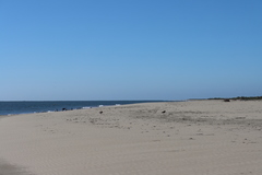 Haematopus palliatus