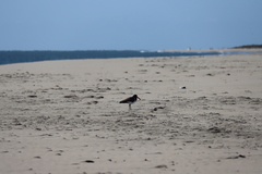 Haematopus palliatus