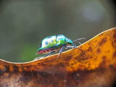 Chrysocoris