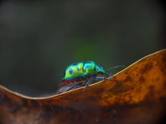 Chrysocoris