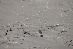 Charadrius wilsonia