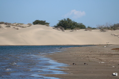 Haematopus palliatus