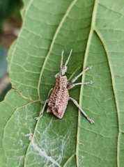 Leptopius setosus