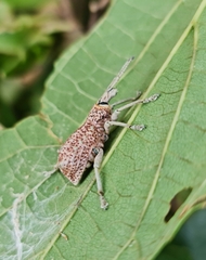 Leptopius setosus
