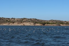 Leucophaeus atricilla