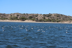 Leucophaeus atricilla