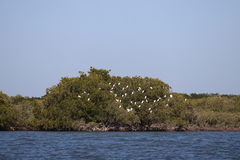 Egretta thula