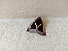 Chalciope