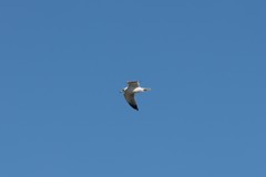 Larus delawarensis