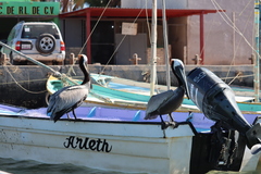 Pelecanus occidentalis