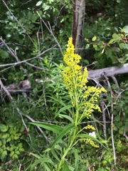 Solidago brendae