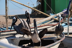 Pelecanus occidentalis