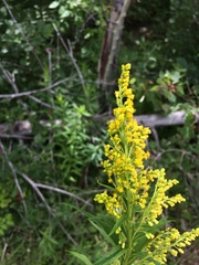 Solidago brendae