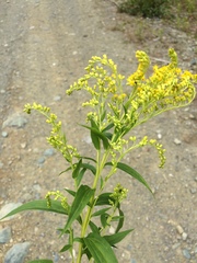 Solidago brendae