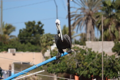 Pelecanus occidentalis