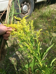Solidago brendae