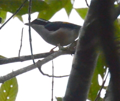 Pteruthius aeralatus robinsoni