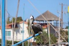 Pelecanus occidentalis