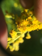 Solidago brendae