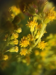 Solidago brendae
