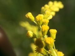 Solidago brendae