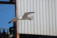 Larus delawarensis