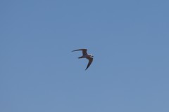 Gelochelidon nilotica