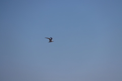 Gelochelidon nilotica