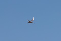 Gelochelidon nilotica