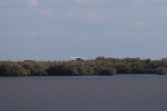 Gelochelidon nilotica