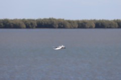 Gelochelidon nilotica