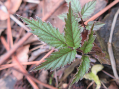 Cardamine leucantha
