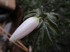 Anemonoides raddeana