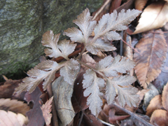 Sceptridium ternatum