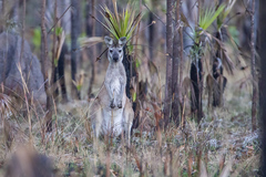 Osphranter antilopinus