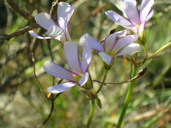 Oxalis livida