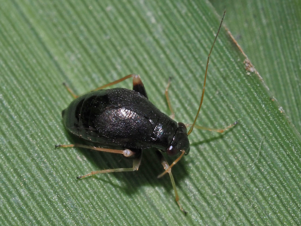 Halticus apterus