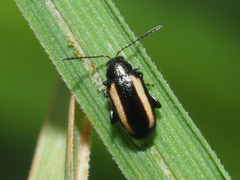 Phyllotreta vittula